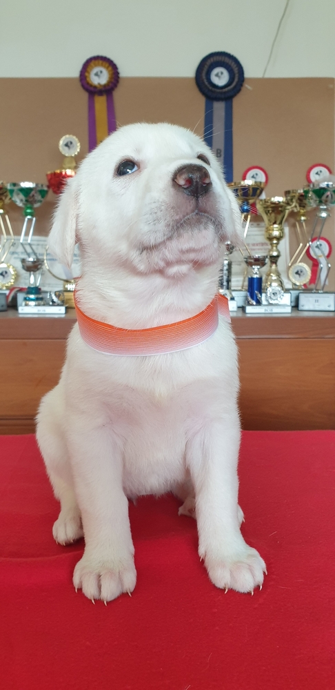 Understanding the Akbash Breed