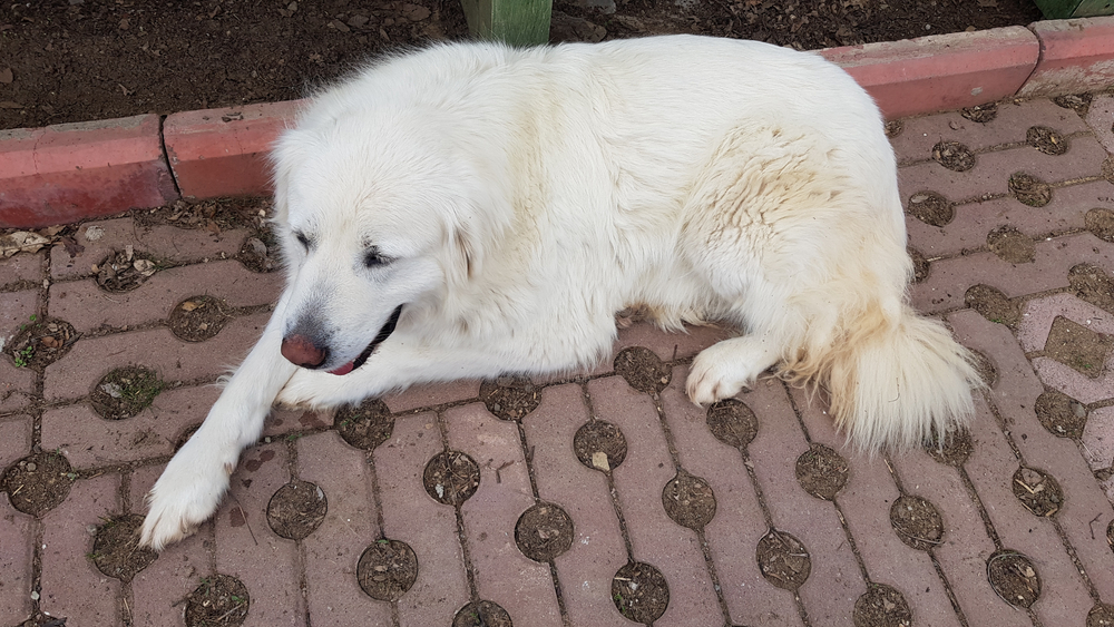 Understanding the Akbash Breed