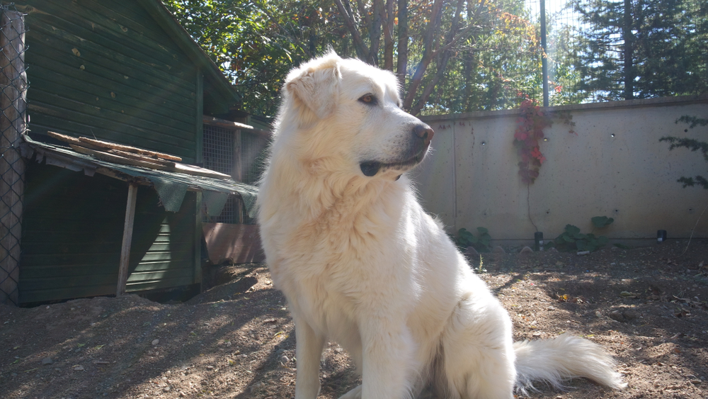 Understanding the Akbash Breed