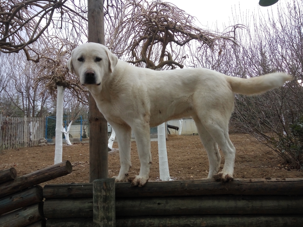 Understanding the Akbash Breed