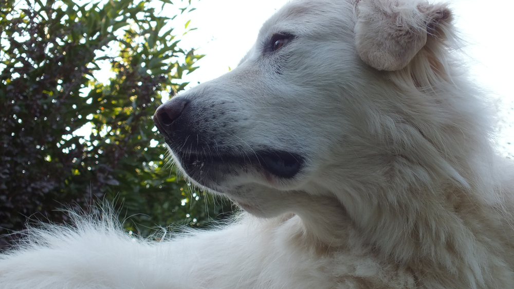 Understanding the Akbash Dog Breed